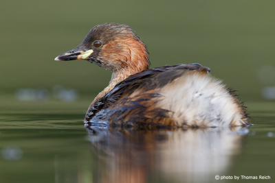 Little Grebe after diving
