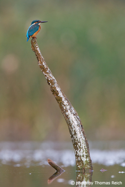 Common Kingfisher at village pond