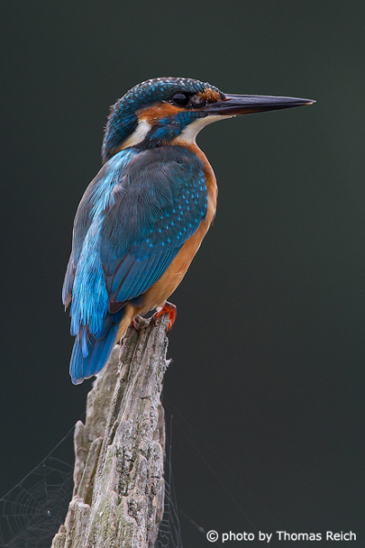 King fisher distribution in Germany, Europe