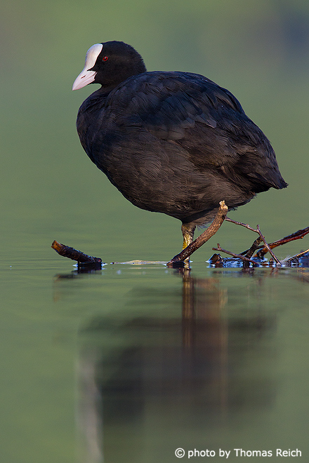 Eurasian Coot sits on branch
