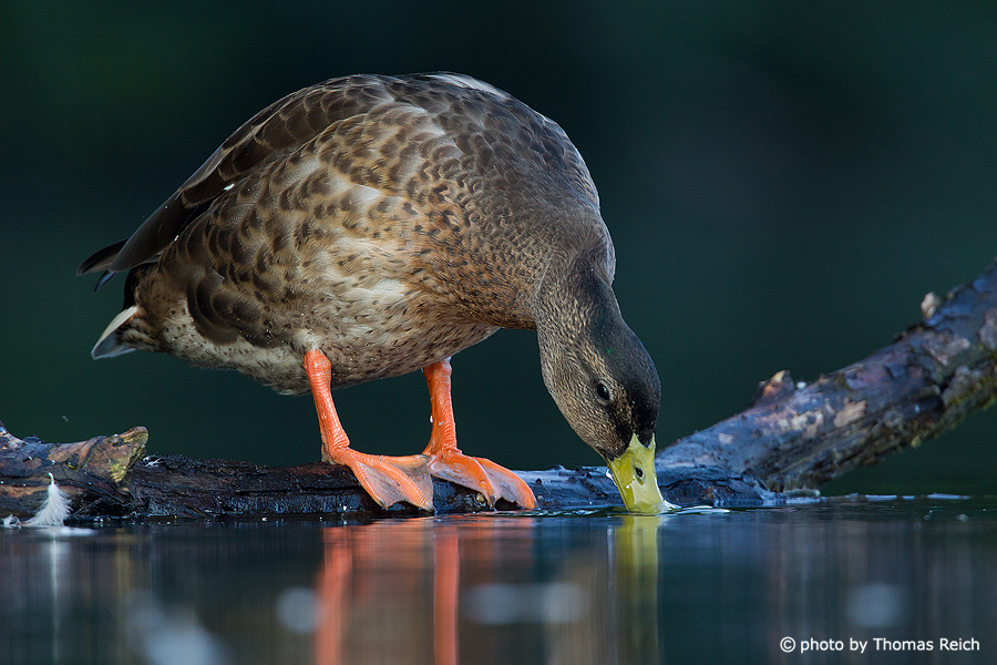 Mallard duck drinking water