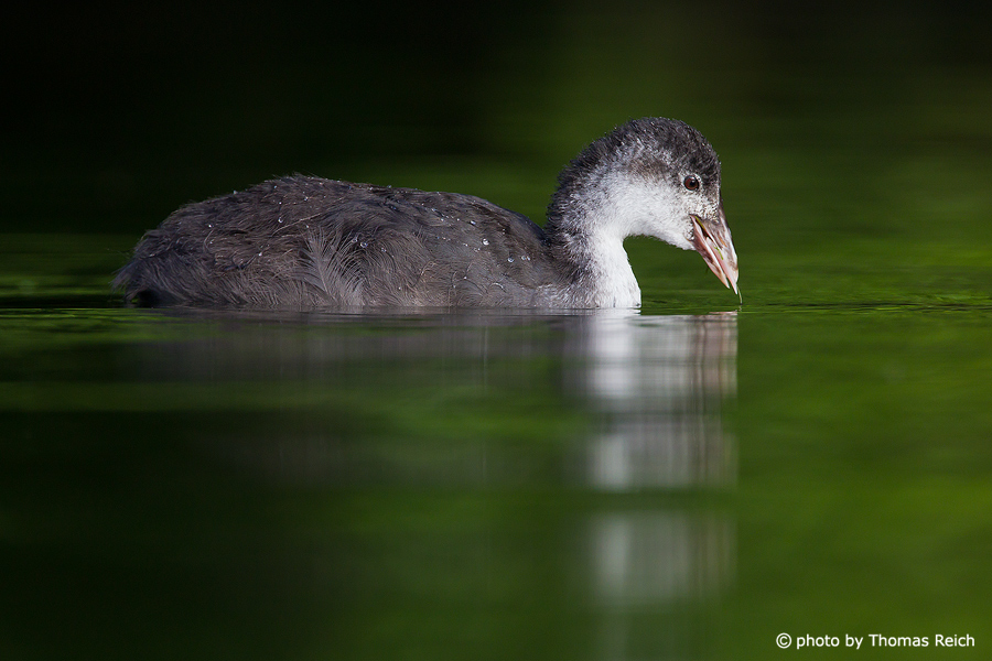 Young Eurasian Coot bird from the side