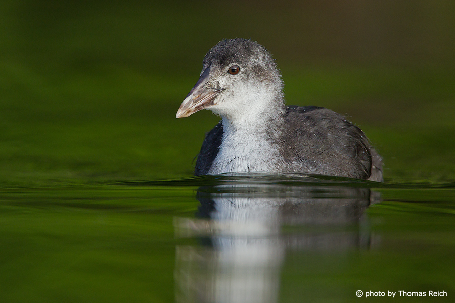Eurasian Coot in the pond