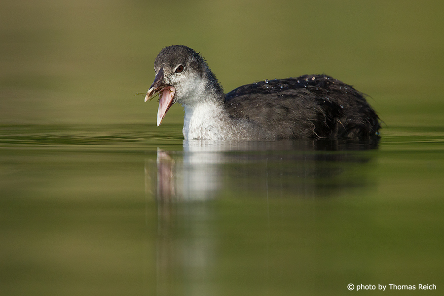Young Eurasian Coot calling for food