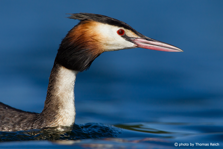 Great Crested Grebe foraging