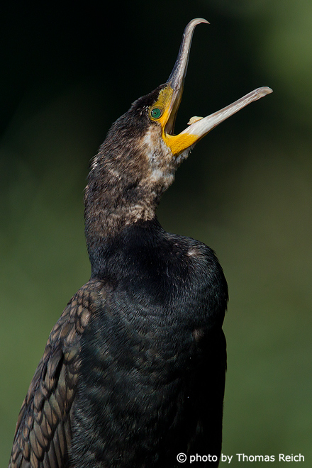 Great Cormorant noises