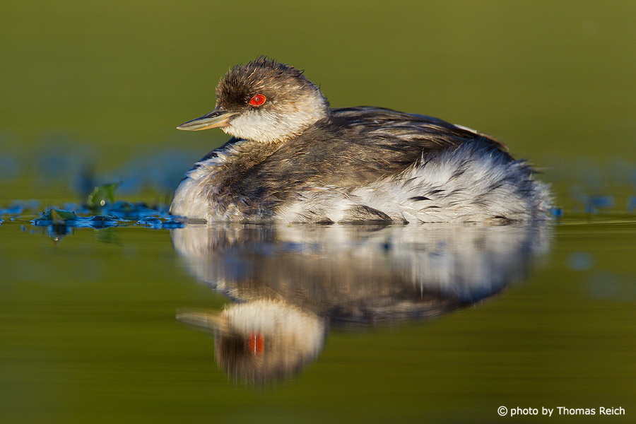 Appearance of a young Black-necked Grebe