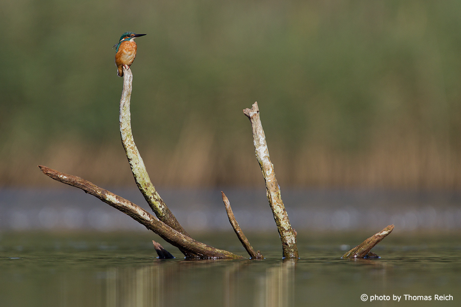 Common Kingfisher territory