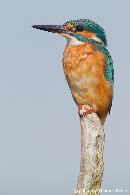 Common Kingfisher perch