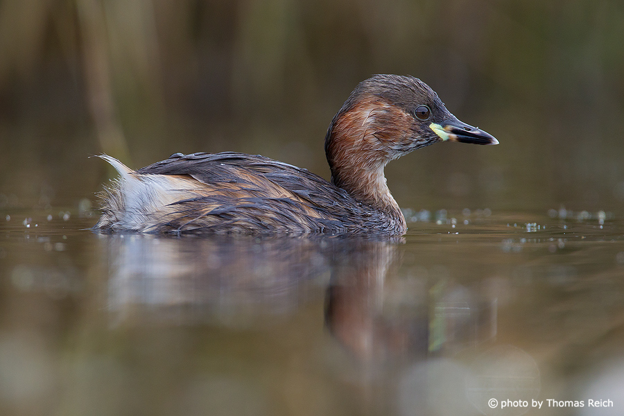 Young Little Grebe