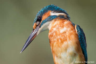 Common Kingfisher female close up
