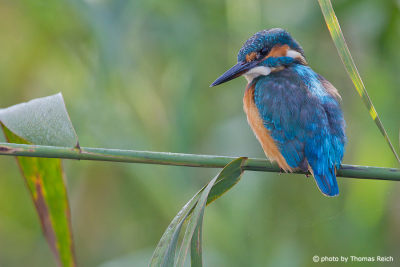 Common Kingfisher sitting on reed stalk