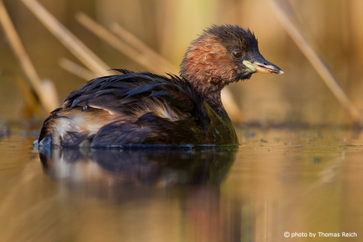 Little Grebe in the reeds