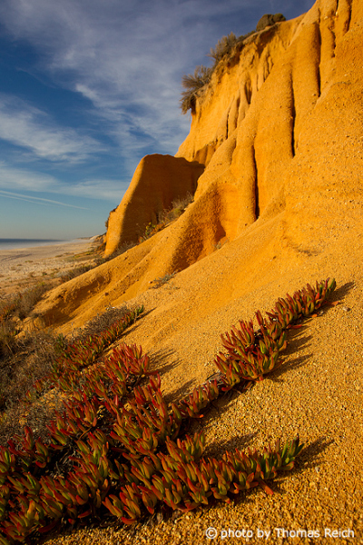 Sandstein Südwestküste Portugal