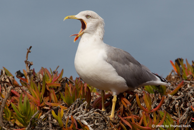 European herring gull noise