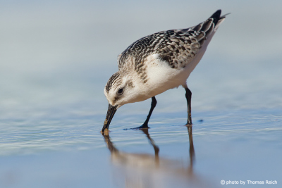 Sanderling searches for worms