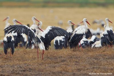 White Storks travel