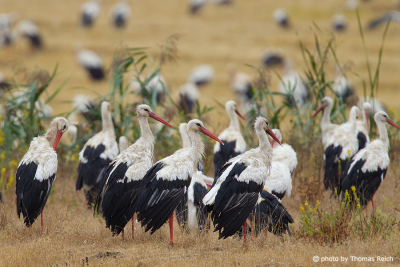 Group of White Storks in Portugal