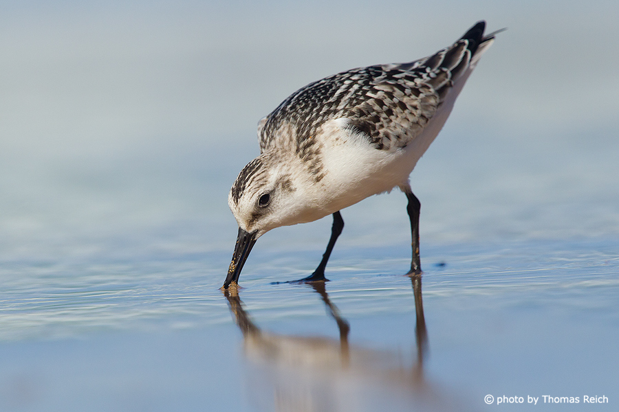 Sanderling searches for worms