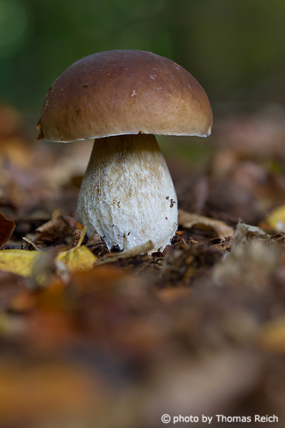 Young porcini mushroom white stalk