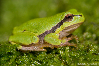 European Tree Frog green color