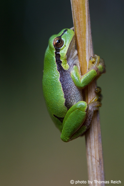 European Tree Frog feet and legs