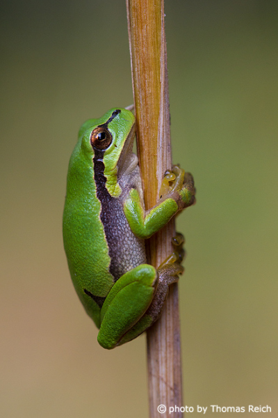 European Tree Frog habitat
