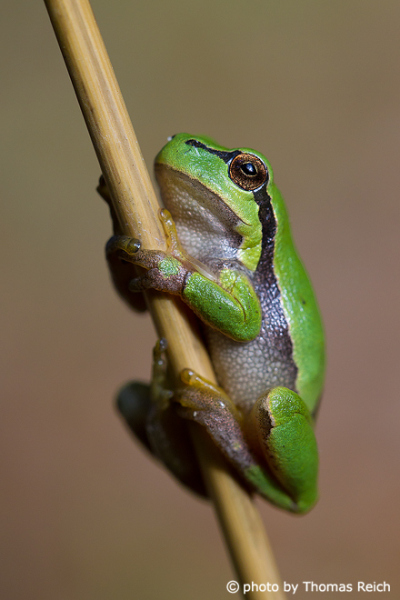 European Tree Frog movement