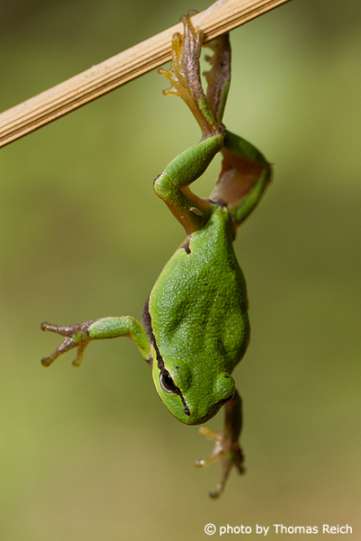 European Tree Frog clings to reed stalk with feet