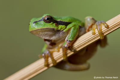 European Tree Frog appearance