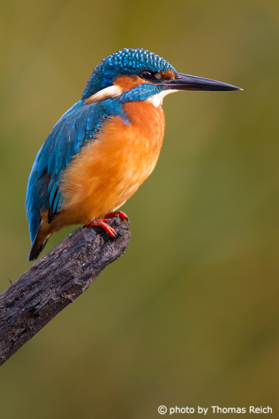 Common Kingfisher a blue flash