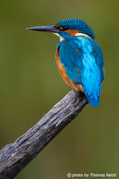 Old River Kingfisher