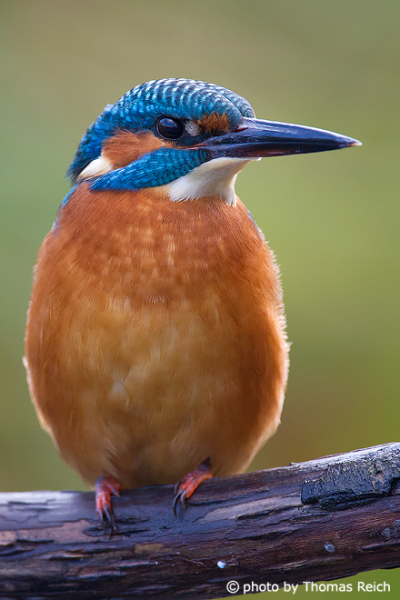 River Kingfisher bird with orange chest plumage