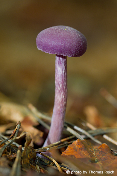 Amethyst Deceiver mushroom