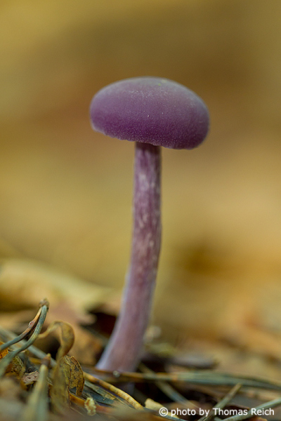 Amethyst Deceiver purple violet