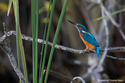 River Kingfisher natural habitat