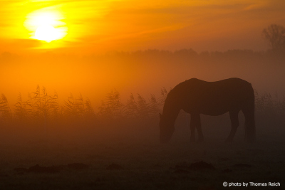 Friesian horse in foggy Germany