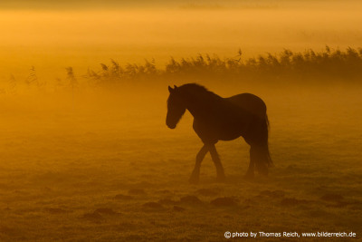 Horse in the morning fog