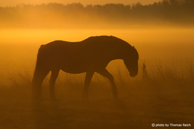 Horse in the morning mist