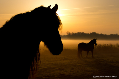 Friesian horses mist