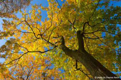 Colorful Autumn tree