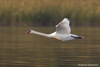 Mute Swan wingspan
