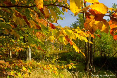 Colourful beech forests with sun