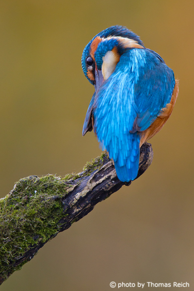 Kingfisher bird cares plumage