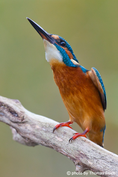 Stretching Common Kingfisher