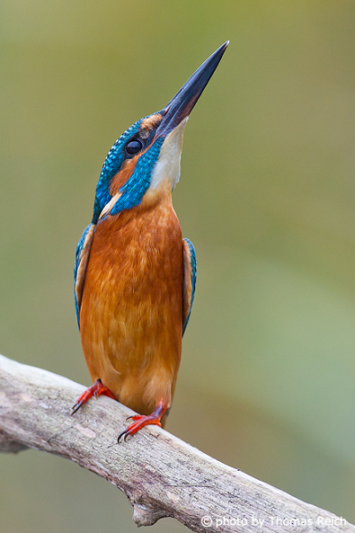 River Kingfisher bird looks up