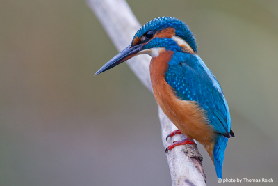 Size of Common Kingfisher