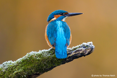 Common Kingfisher on frozen branch