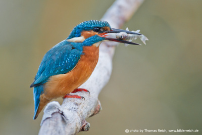River Kingfisher holds fish