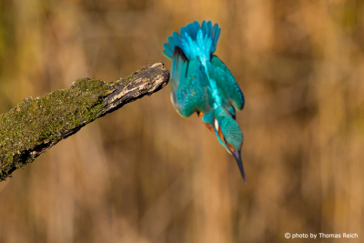 Common Kingfisher diving for fish